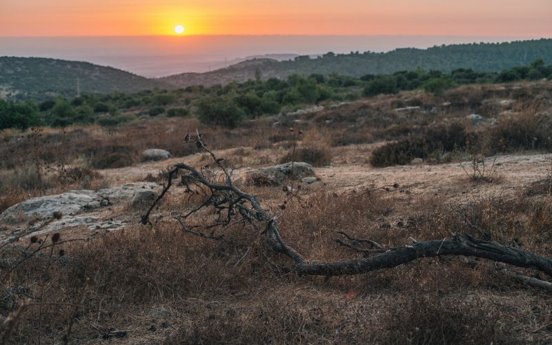 bosques sequias
