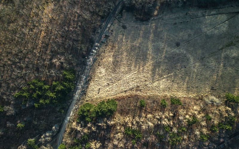 La deforestación global provoca mayor contaminación por mercurio