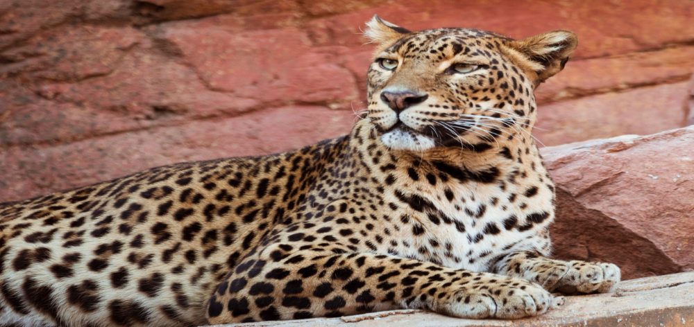 animales peligro extincion