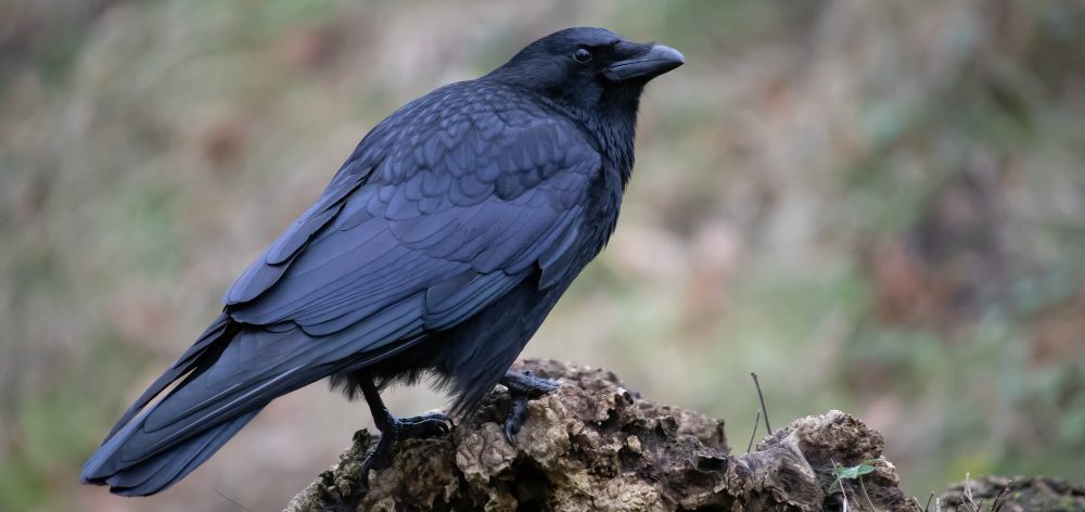 tecnologia naturaleza