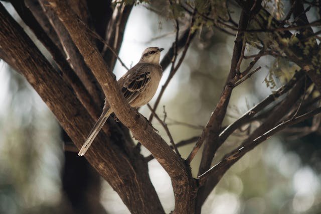 definicion birdwatching