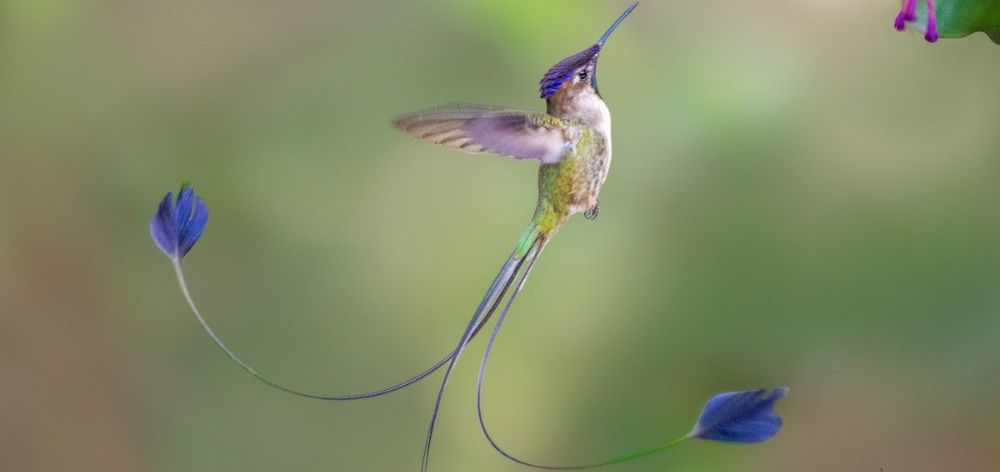 Aves endémicas del Perú y su valor para la naturaleza